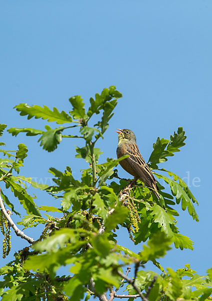 Ortolan (Emberiza hortulana)