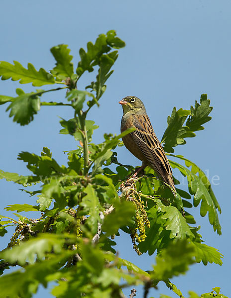 Ortolan (Emberiza hortulana)