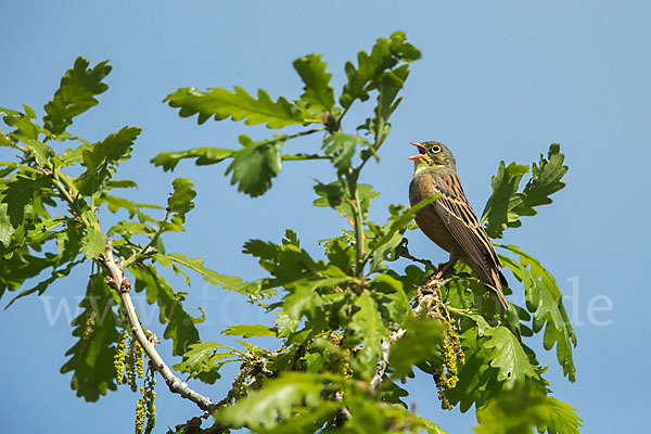 Ortolan (Emberiza hortulana)