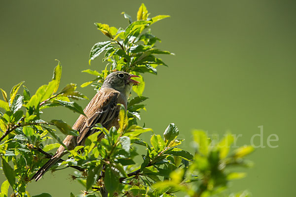 Ortolan (Emberiza hortulana)