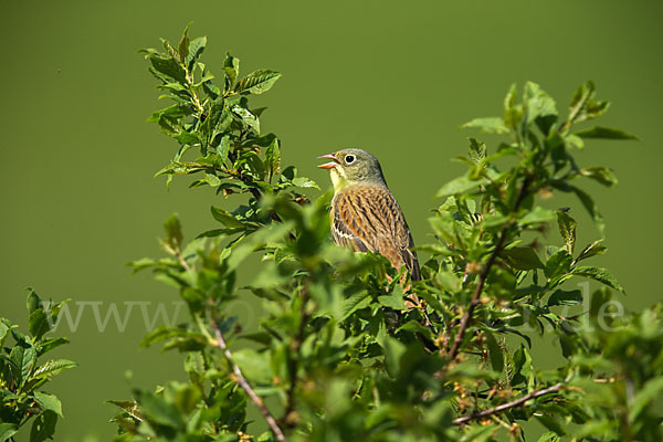 Ortolan (Emberiza hortulana)