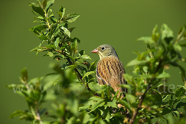 Ortolan (Emberiza hortulana)