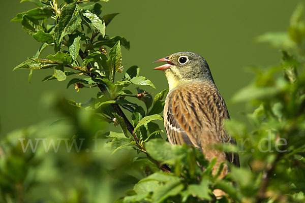 Ortolan (Emberiza hortulana)