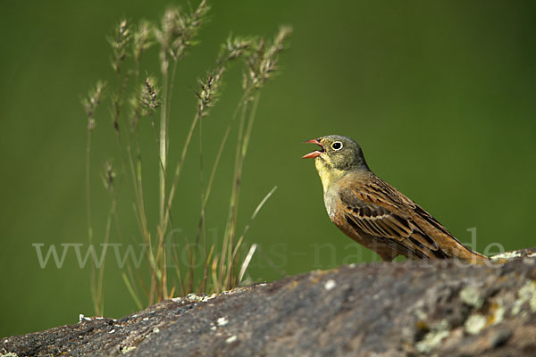 Ortolan (Emberiza hortulana)