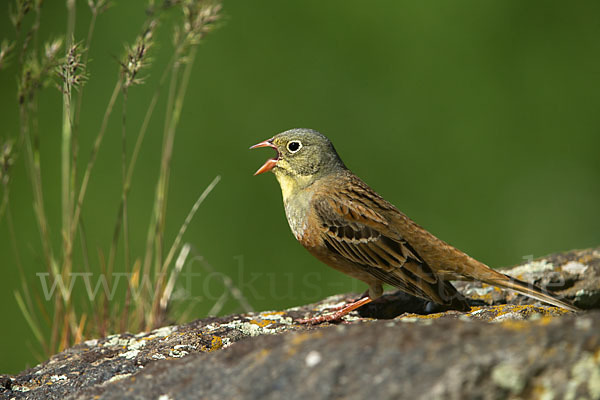 Ortolan (Emberiza hortulana)