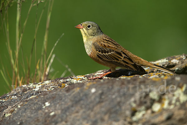 Ortolan (Emberiza hortulana)