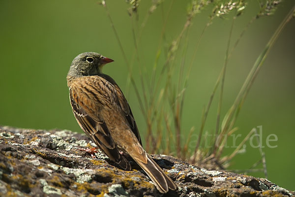 Ortolan (Emberiza hortulana)