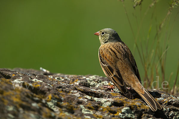 Ortolan (Emberiza hortulana)