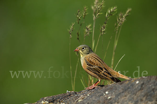 Ortolan (Emberiza hortulana)