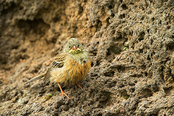 Ortolan (Emberiza hortulana)