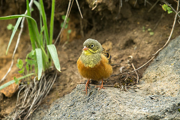 Ortolan (Emberiza hortulana)