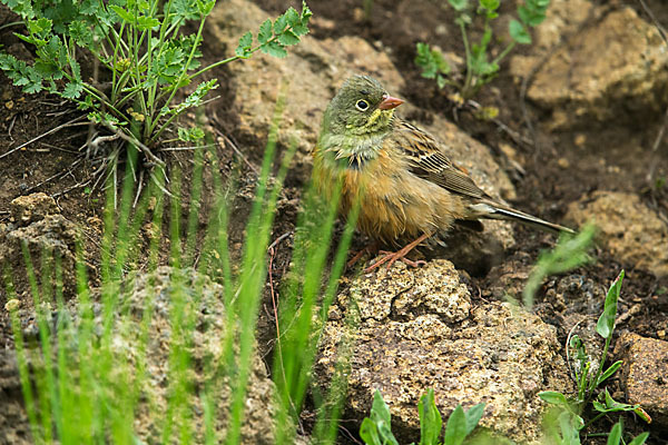 Ortolan (Emberiza hortulana)