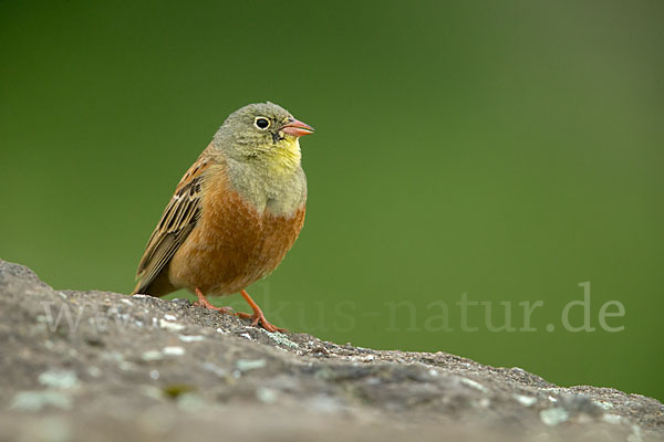 Ortolan (Emberiza hortulana)