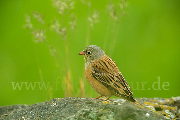 Ortolan (Emberiza hortulana)