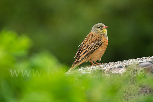 Ortolan (Emberiza hortulana)