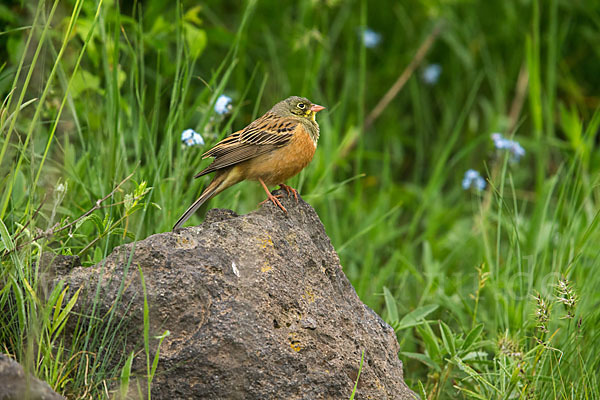 Ortolan (Emberiza hortulana)