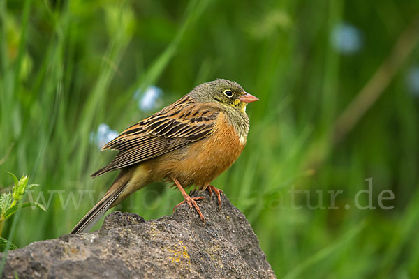 Ortolan (Emberiza hortulana)