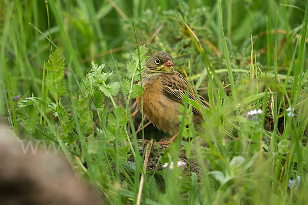 Ortolan (Emberiza hortulana)