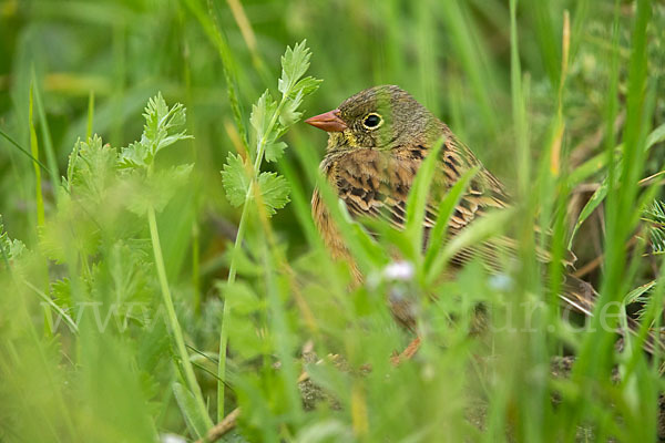 Ortolan (Emberiza hortulana)