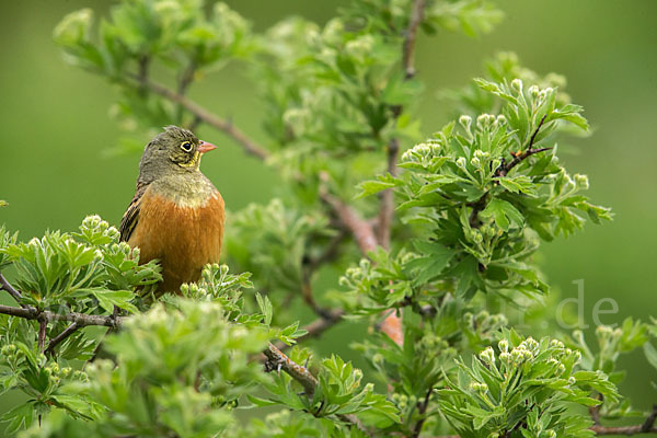 Ortolan (Emberiza hortulana)