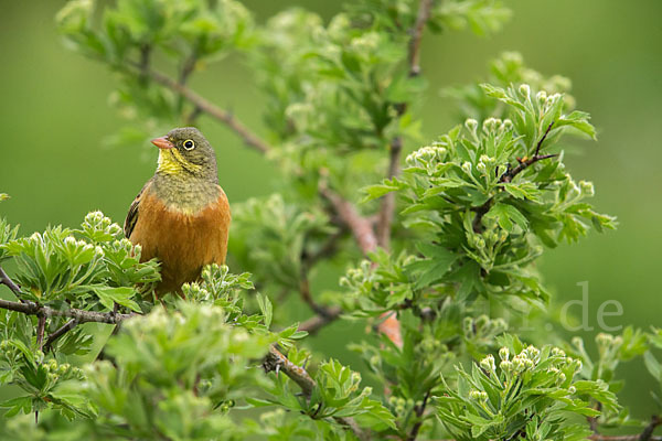 Ortolan (Emberiza hortulana)