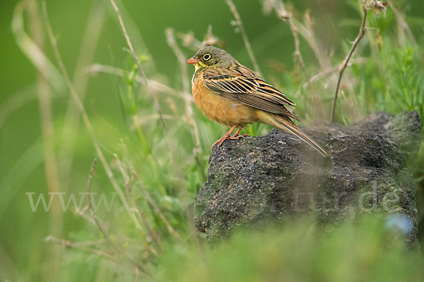 Ortolan (Emberiza hortulana)