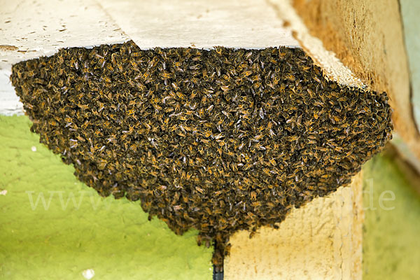 Ostafrikanische Hochlandbiene ()