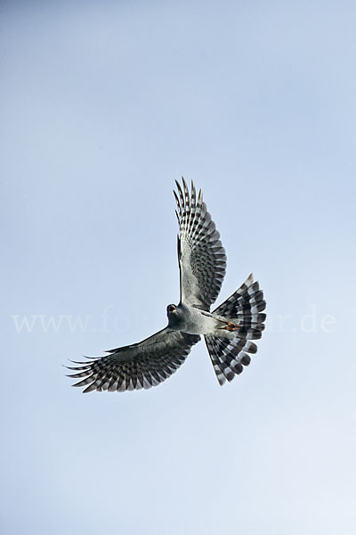 Ovambosperber (Accipiter ovampensis)