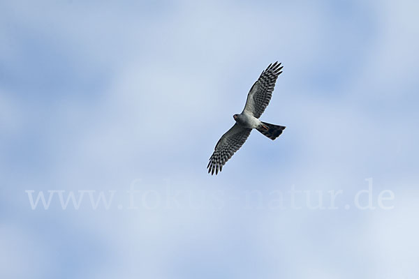 Ovambosperber (Accipiter ovampensis)