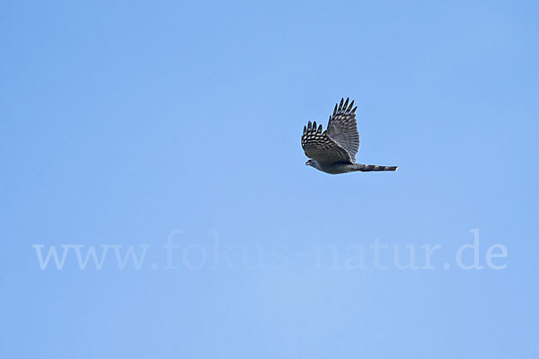 Ovambosperber (Accipiter ovampensis)