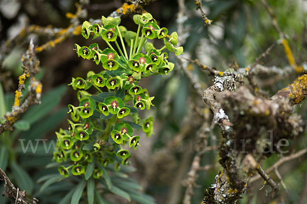 Palisaden-Wolfsmilch (Euphorbia characias)