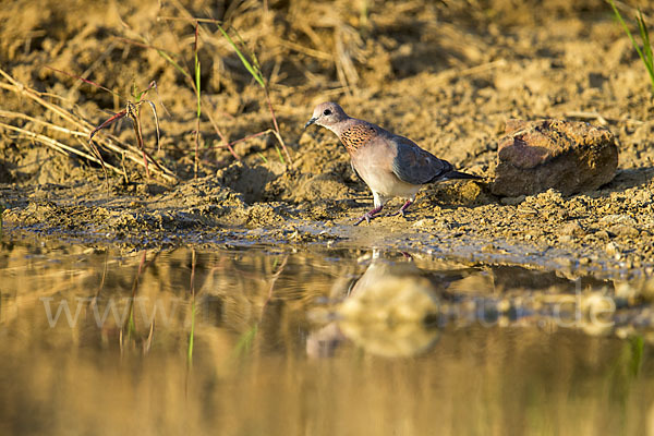 Palmtaube (Streptopelia senegalensis)