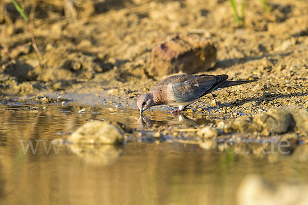 Palmtaube (Streptopelia senegalensis)