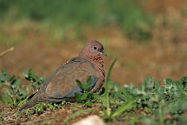 Palmtaube (Streptopelia senegalensis)