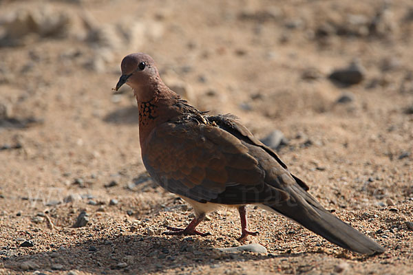 Palmtaube (Streptopelia senegalensis)