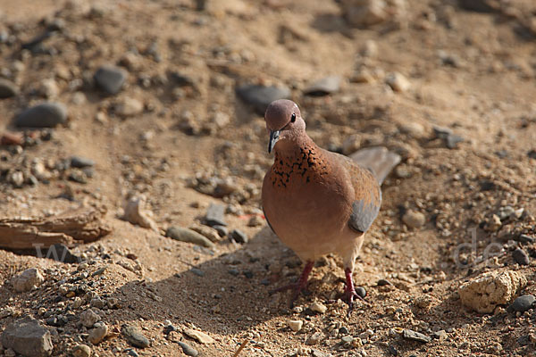 Palmtaube (Streptopelia senegalensis)