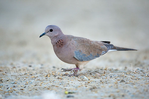 Palmtaube (Streptopelia senegalensis)