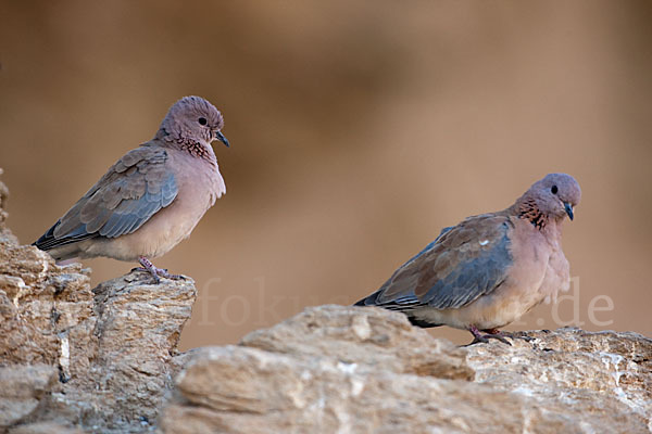 Palmtaube (Streptopelia senegalensis)