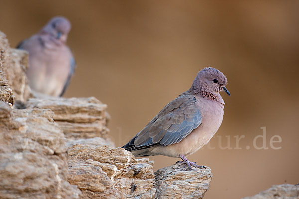 Palmtaube (Streptopelia senegalensis)