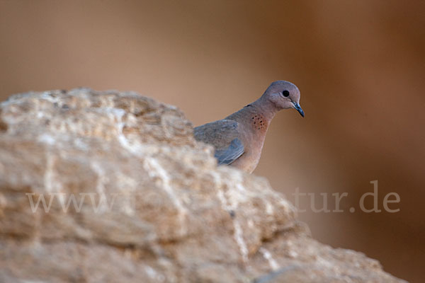 Palmtaube (Streptopelia senegalensis)