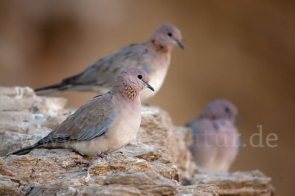 Palmtaube (Streptopelia senegalensis)