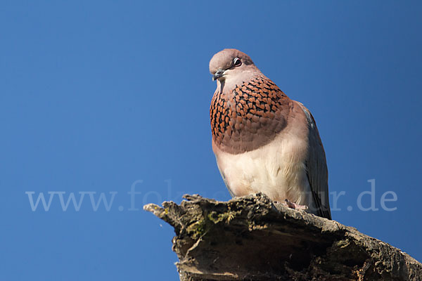Palmtaube (Streptopelia senegalensis)
