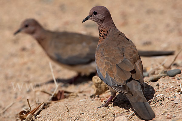 Palmtaube (Streptopelia senegalensis)