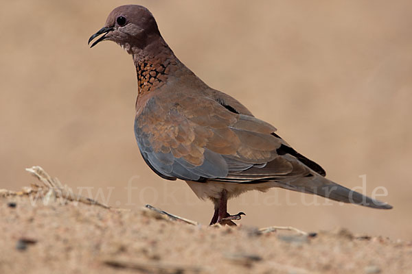 Palmtaube (Streptopelia senegalensis)