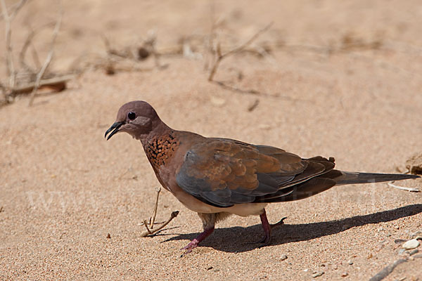 Palmtaube (Streptopelia senegalensis)