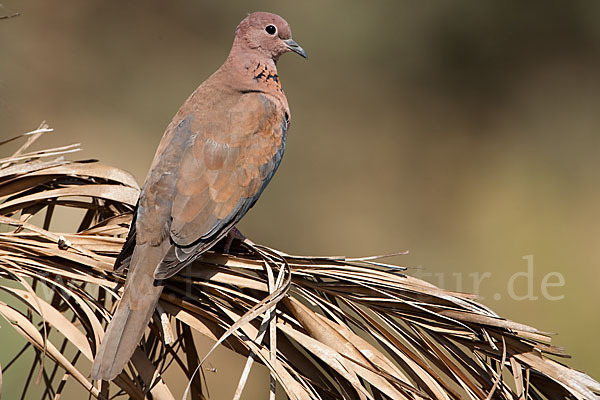 Palmtaube (Streptopelia senegalensis)