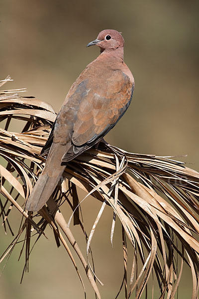 Palmtaube (Streptopelia senegalensis)