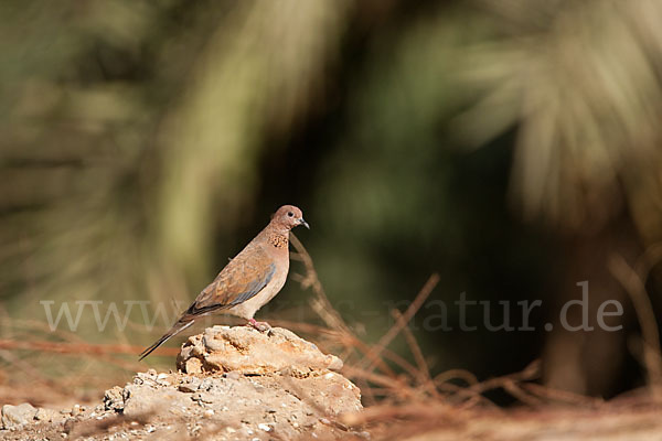 Palmtaube (Streptopelia senegalensis)