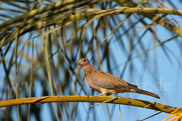 Palmtaube (Streptopelia senegalensis)