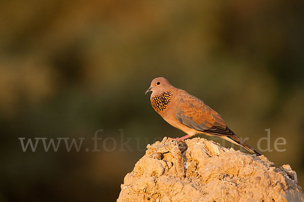 Palmtaube (Streptopelia senegalensis)